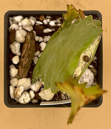 Epiphyllum Hybrid 'Vern Hettinger' Fully-Rooted Starter Pot - Picture 6 of 7