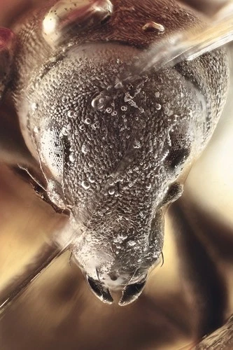 Rare GIANT Curculionidae ENTIMINAE Mandibular  Processes BALTIC AMBER +HQ 260429