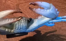 Blue Crab 3⅝" Locker Fridge Magnet Nautical Replica Game Fishing Salt Water 