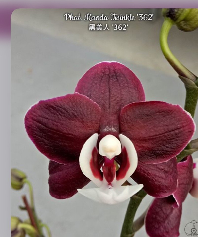 Phalaenopsis Kaoda Twinkle ‘362’ eBay