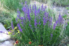 275 SEEDS - penstemon PERENNIAL blue ROCKY MOUNTAIN GroCo - BUY 15-SHIPS FREE