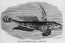 GOLDGRUNDEL Gestreifter Leierfisch Callionymus lyra  Holzstich von 1892 