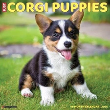 Willow Creek Press, Just Corgi Puppies 2026 Wall Calendar, 12'' X 12'',... 
