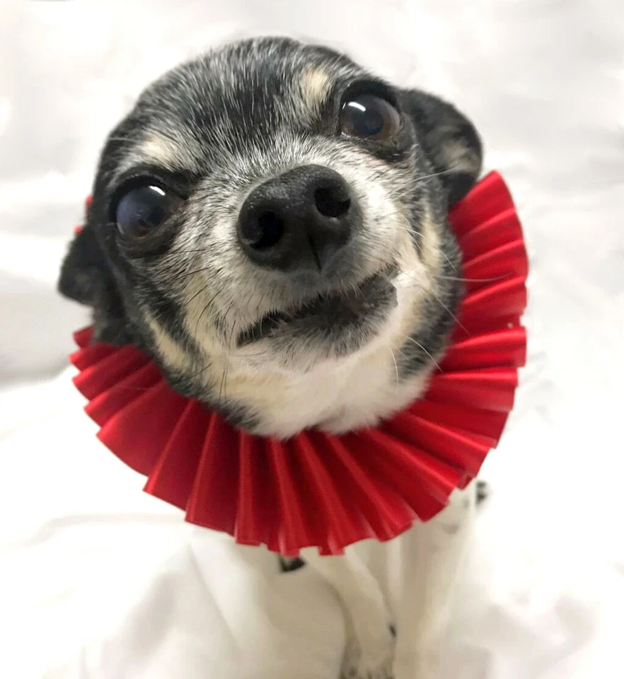 Lindo Disfraz Gato Mascota Perro Cuello Volantes Cuello Volantes Victoriano Steampunk Eduardiano Foto 2 de 4
