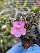 Dendrobium cuthbertsonii Pink in Bloom Specimen miniature orchid species