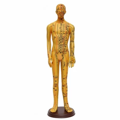 Modèle D'acupuncture Lisible Mannequin D'acupuncture Précis pour Salle de - Photo 1/4