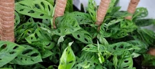 Monstera adansonii,Philodendron Swiss Cheese, Philodendron in 4" Pot