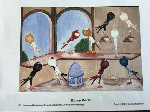 Geschenkidee für Taubenzüchter - nostalgische Kunstdrucke gerahmt - Kröpfer - Bild 30 von 35