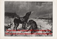 Dog German Wirehaired Pointer Track Deer Aler...