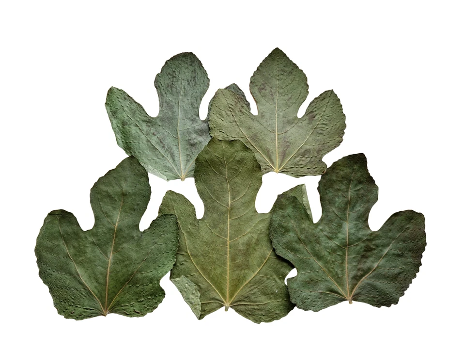 AQUAJAMA Feigenblätter Garnelen Futter Laub Aquarium Natur Krebse Fische Garnelenfutter