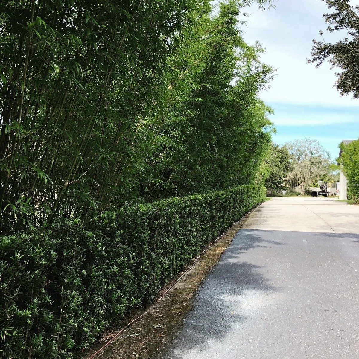 Emerald Tropical Bamboo 3 Gallon | eBay