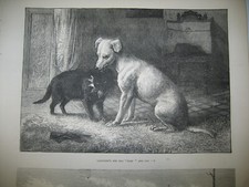 1874 Antique FRANCE Vintage Bas Languedoc Grapes Vines Wine Dog Cat PRINT