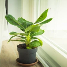 Tropicana Banana (Super Dwarf Cavendish) - Musa - Live Plant