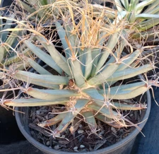 Leuchtenbergia principis Agave Ferocactus Long Paper Spines Cactus 144