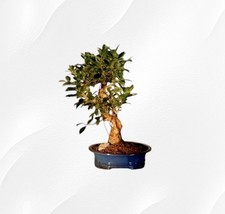 Ficus Retusa Golden Coin Bonsai Tree 17"H Curved Trunk Extra Large Ficus Retusa