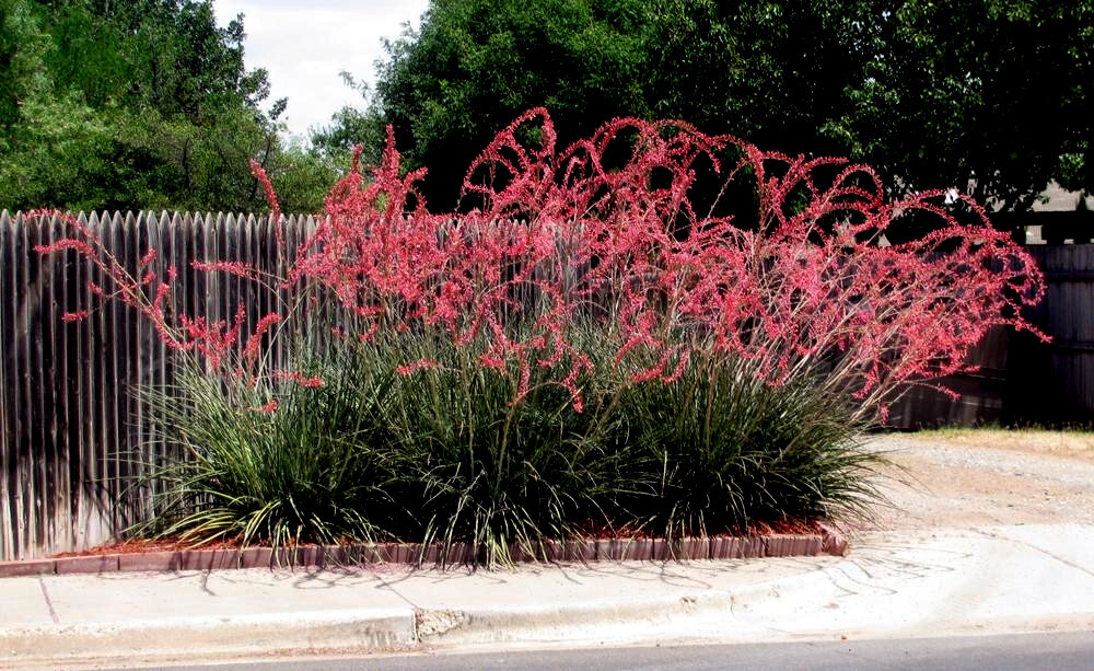 25 RED YUCCA SEEDS (Hesperaloe parviflora) Hummingbird
