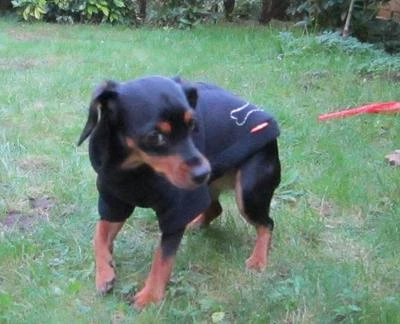 WAUWUF Hündin Fleece Pullover schmale Rassen Toy Terrier Russkiy Toy warm Pulli klkxde