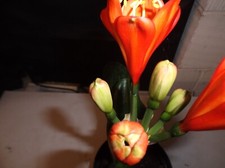 Clivia Miniata wide leaf monk  2Litre POT.. Large heads of green and soft orange