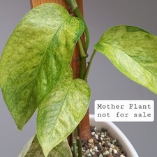 Epipremnum Sp. Lime Mint Platinum VARIEGATED Selection of CUTTINGS, Rooting