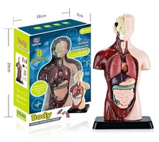 8-Piece Human anatomical torso model