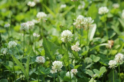 2000 x CLOVER SEEDS MIX,EDIBLE FLOWERS,GROUNDCOVER COTTAGE GARDEN HERB PLANT - Picture 8 of 21