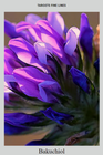 Bild 8 von 10
