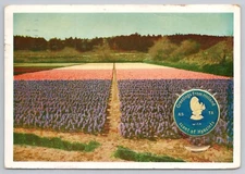 Greetings from Holland with Scent of Hyacinths 1956 Postcard Field of Hyacinths
