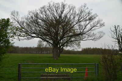 Photo 6x4 Fine trees Tong/TQ8346  c2021
