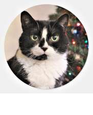 One-Of-A-Kind TUXEDO CAT Pendant On DIAMOND Cut 925 Sterling Silver 22" Chain