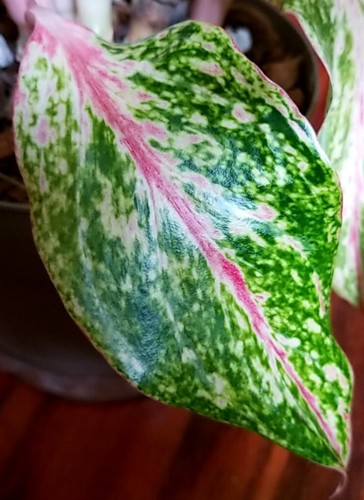 RARE XL Aglaonema Lao Nam Thong 19" Tall Multi Plants No Anthurium Philodendron - Picture 16 of 20