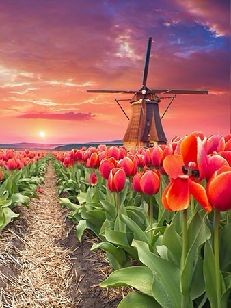 Diamond Painting Tulpenfeld mit Windmühle (UAB ArtiBalta) NEU/OVP