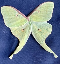1 Set Green Luna Moth Wings Collected After Bat Attack Jewelry Crafts Taxiderm