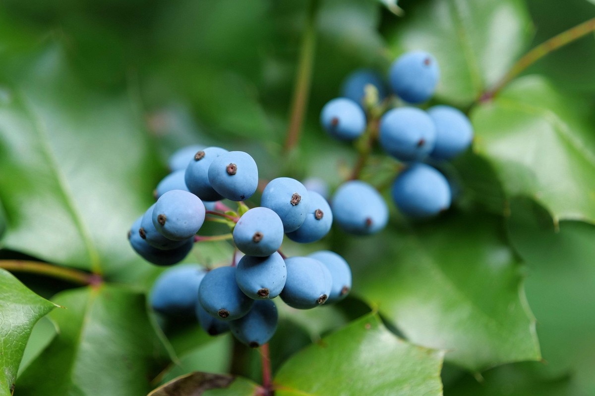 20 OREGON GRAPE Holly Fruit Vine Hollyleaved Barberry Mahonia Aquifolium  Seeds | eBay.de