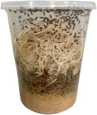 Freshly Started Flightless Drosophila Hydei Fruit Fly Culture