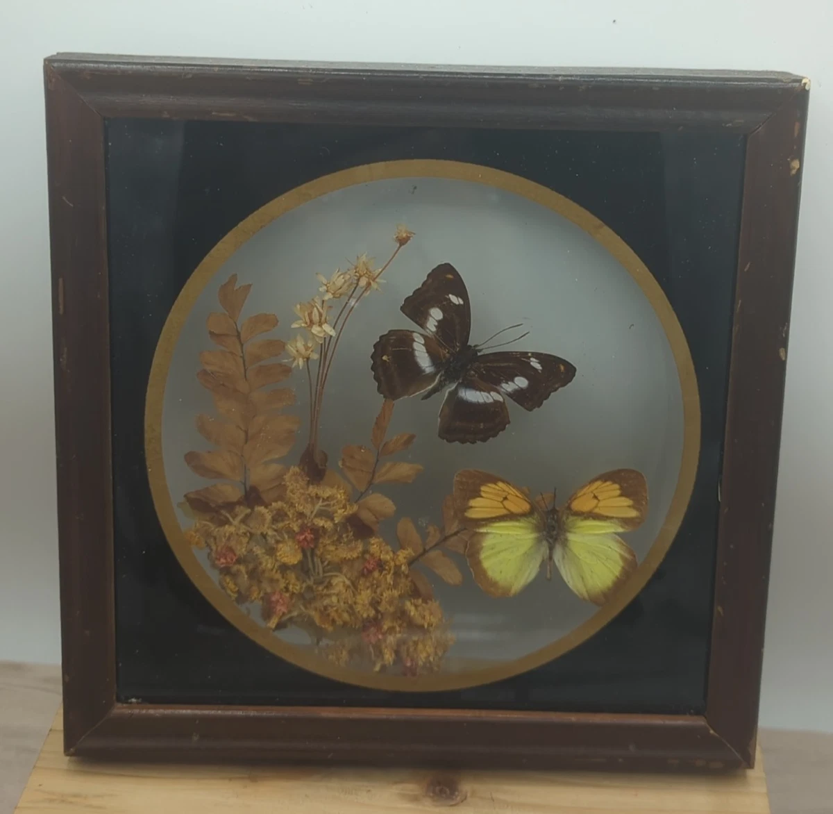 Vintage Butterfly Taxidermy for sale | eBay