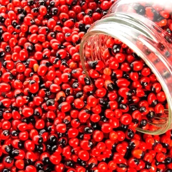 Sementes vermelhas Chirmati Lal Beej - Ratti Lal - Chirmi - Abrus Precatorius - Jequerity - Imagem 3 de 4