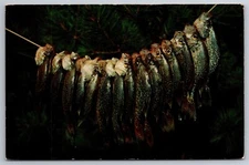 Large Stringer Crappies Greetings From Park Falls WI Fisherman's Joy Postcard P1