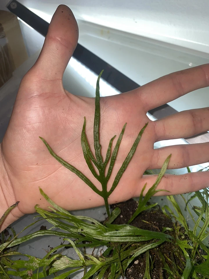 Java Fern 'Trident' (Microsorum Pteropus "Narrow") Heated Shipping - Image 4 of 4