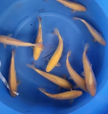 LOT OF 2 QTY KONISHI KARASH Tosai 10” JAPANESE Koi live fish standard fin A1koi