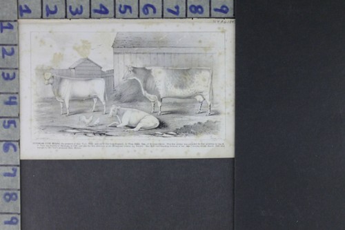 1847 PRINT FARM DURHAM COW BARNYARD VAIL TROY BREEDER ORIGINAL PRINT RD038