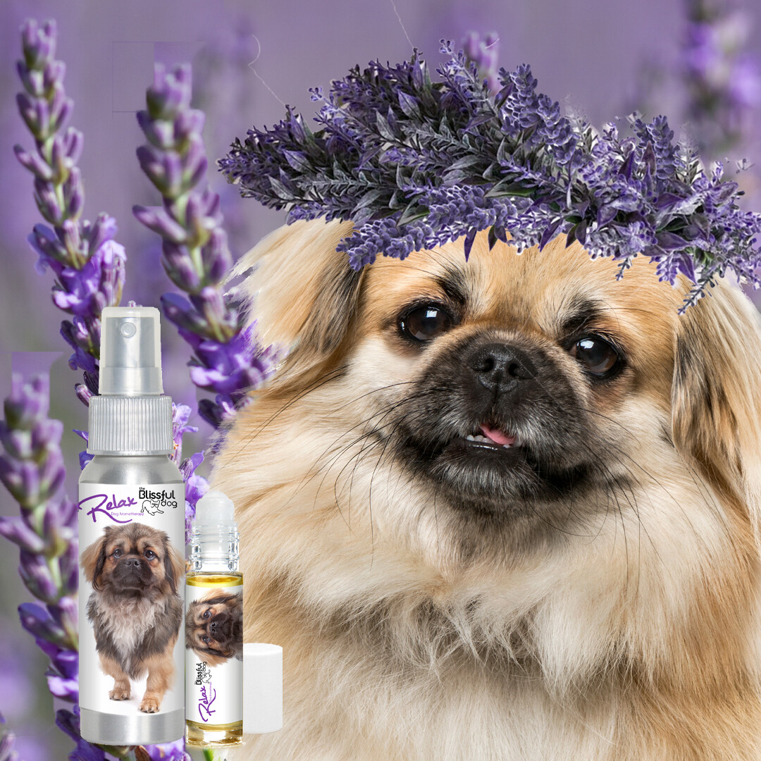 Tibetan Spaniel Relax Dog Aromatherapy Calms Anxious, Stressed