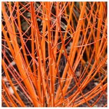 3 Common Dogwood Plants / Cornus Sanguinea 40-60cm Tall,Stunning Winter