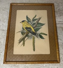 Vintage American Goldfinch Bird Litho Print 1960’s Nicely Framed Matted Gonner