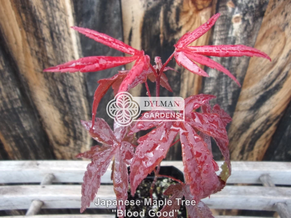 Dormant Japanese Maple Tree Seedling - Acer palmatum 'Bloodgood' - 2 to 4 inches - Image 3 of 4