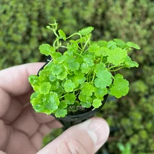 Hydrocotyle Sibthorpioides (Dwarf Pennywort) | Aquarium Plants Factory®