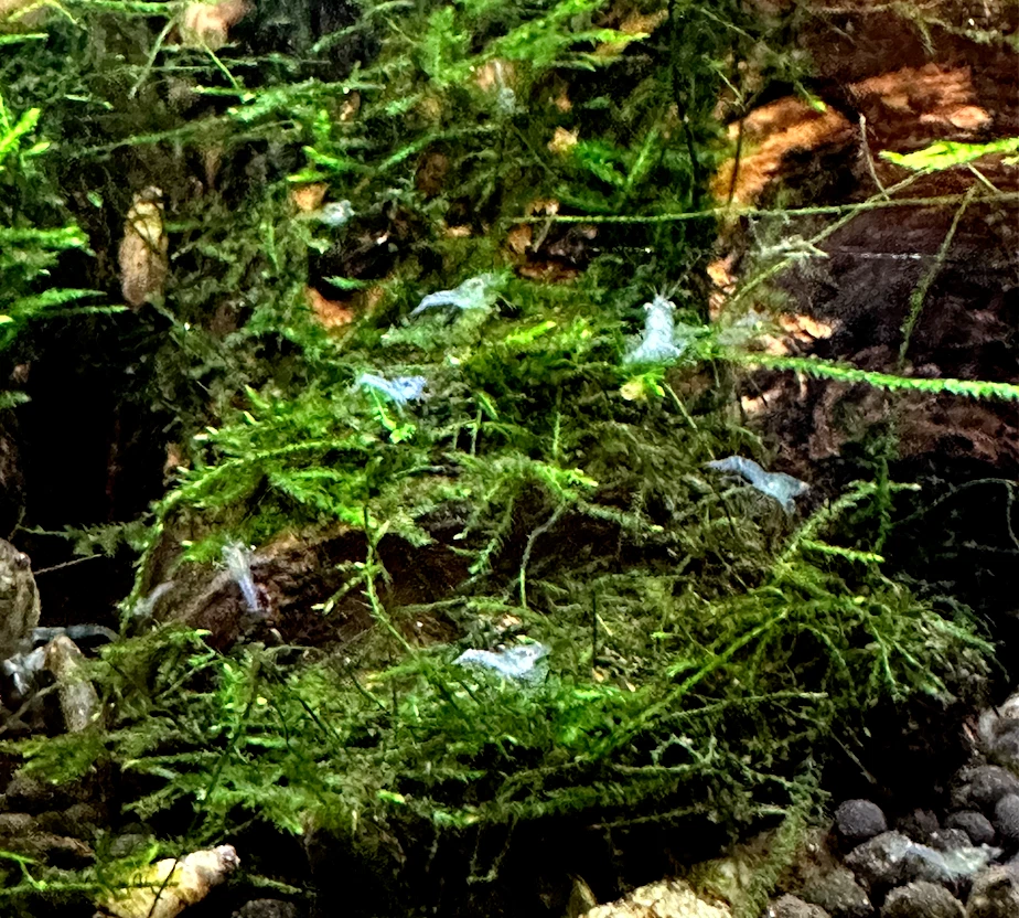 10 + 2-extra ALTO GRADO Brazos Azul Enano Cangrejo Joven Juvi (Raza Azul Personalizada) Foto 3 de 4