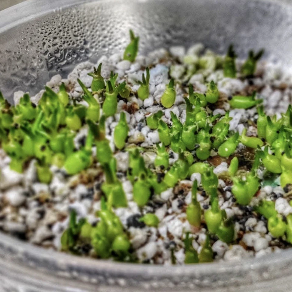 SEMILLAS ultra raras Ariocarpus Confusus cv. “Bata violeta” VENDEDOR DE EE. UU. Piel púrpura Foto 2 de 4