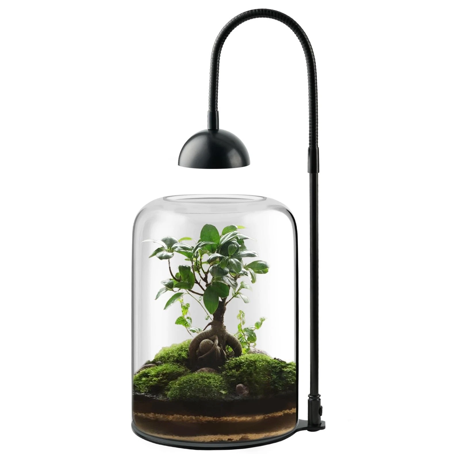 Glass Plant Terrarium with LED Light & Ventilation, Large Terrarium for Venus...