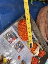 35 - 2025 seeds Dragon lily arum flower voodoo amorphophallus tuber cactus Calla