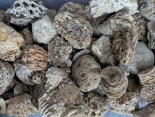 Ancient Marine Fossils 1/2 Lb High Quality Specimens!!  Random Assortment 